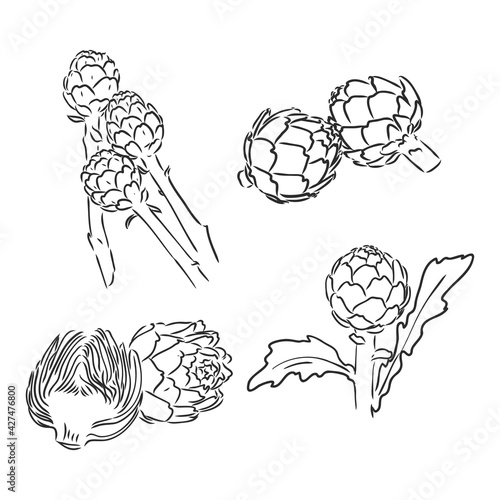 vector set of engraving illustration green vegetables artichoke on white background