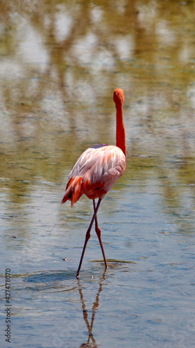 Galapagos flamingo (Phoenicopterus Ruber) at Punta Cormorant, Floreana Island, Galapagos, Ecuador photo