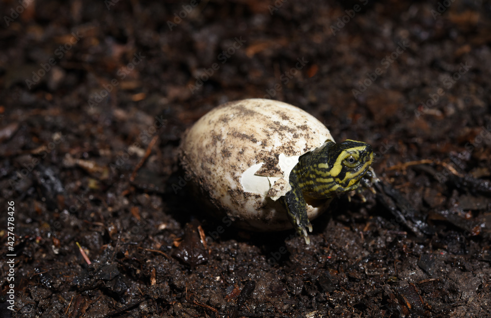 baby Yellow headed Temple Turtle hatching from egg with natural background . baby Yellow headed Temple Turtle hatching from egg with natural background .