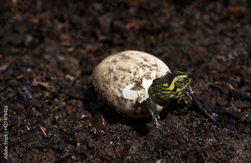 baby  Yellow headed Temple Turtle  hatching  from egg  with natural background . 