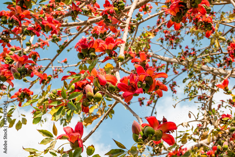 Blooming bombax ceiba or red cotton tree in Cairo, Egypt Blooming bombax ceiba or red cotton tree in Cairo, Egypt