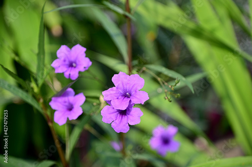 Closeup of Beautiful Violet Flowers are blooming in the garden with nature background. 