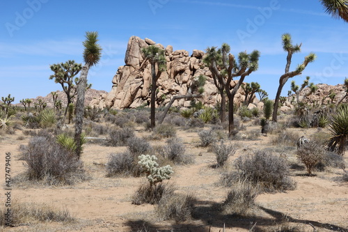 Desert Landscape Rock Formations with Joshua Trees in Joshua Tree, California