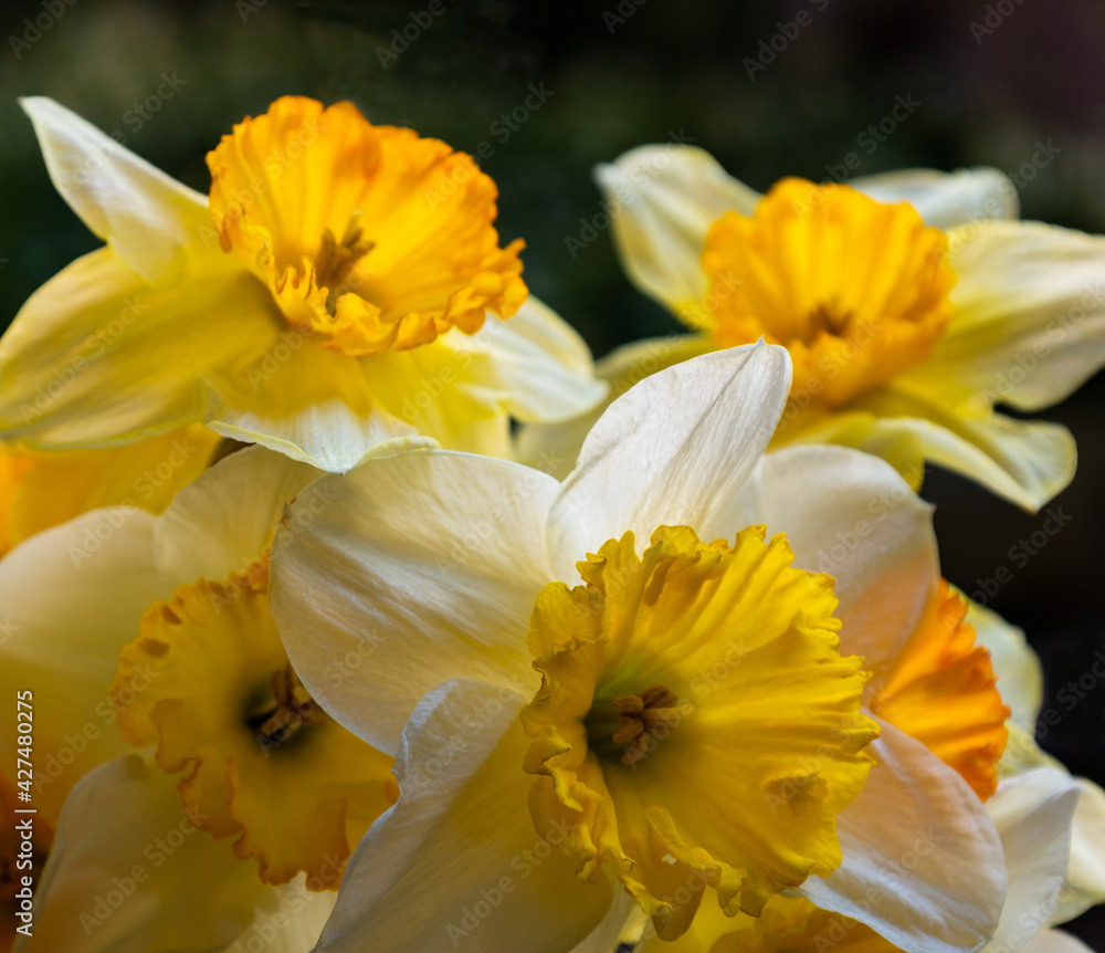 Spring Bouquet of Daffodils Spring Bouquet of Daffodils