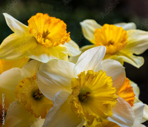 Spring Bouquet of Daffodils