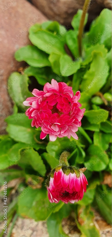 Fototapeta premium pink rose bush
