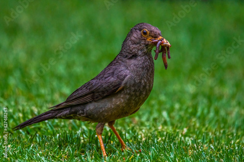 Karoo Thrush with a beak full or earthworms collected to take back to the nest