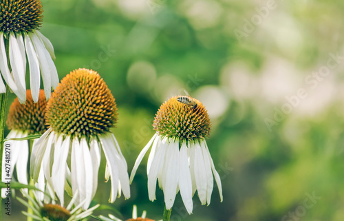 white coniferous flowers or echinacea on the background of a garden with a copy of the space photo