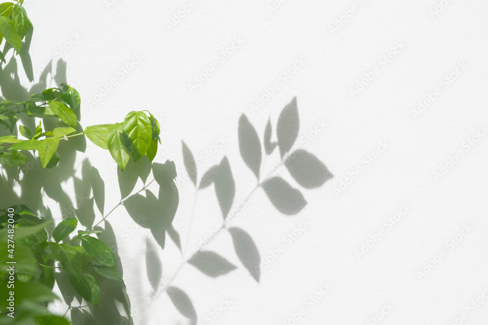 Leaf shadow and light on wall background. Nature tropical leaves plant and tree branch shade with sunlight on white wall texture