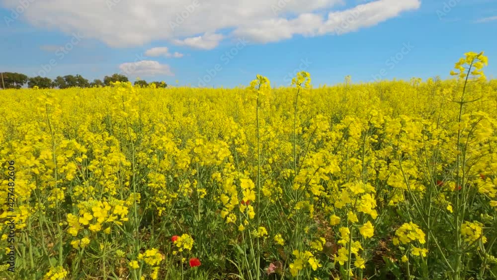Rapeseed field European cultivation yellow flowers in Spain Costa Brava Rapeseed field European cultivation yellow flowers in Spain Costa Brava