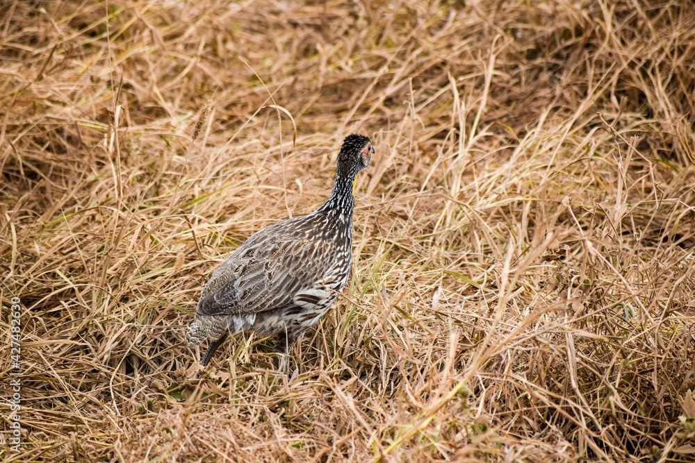 view of Yellow-necked Spurfowl in tsavo east national park view of Yellow-necked Spurfowl in tsavo east national park