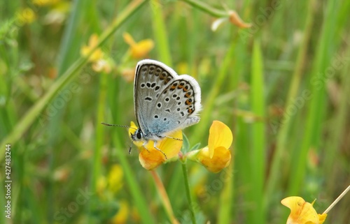 Beautiful polyommatus butterfly on lotus corniculatus flowers in the meadow, closeup photo