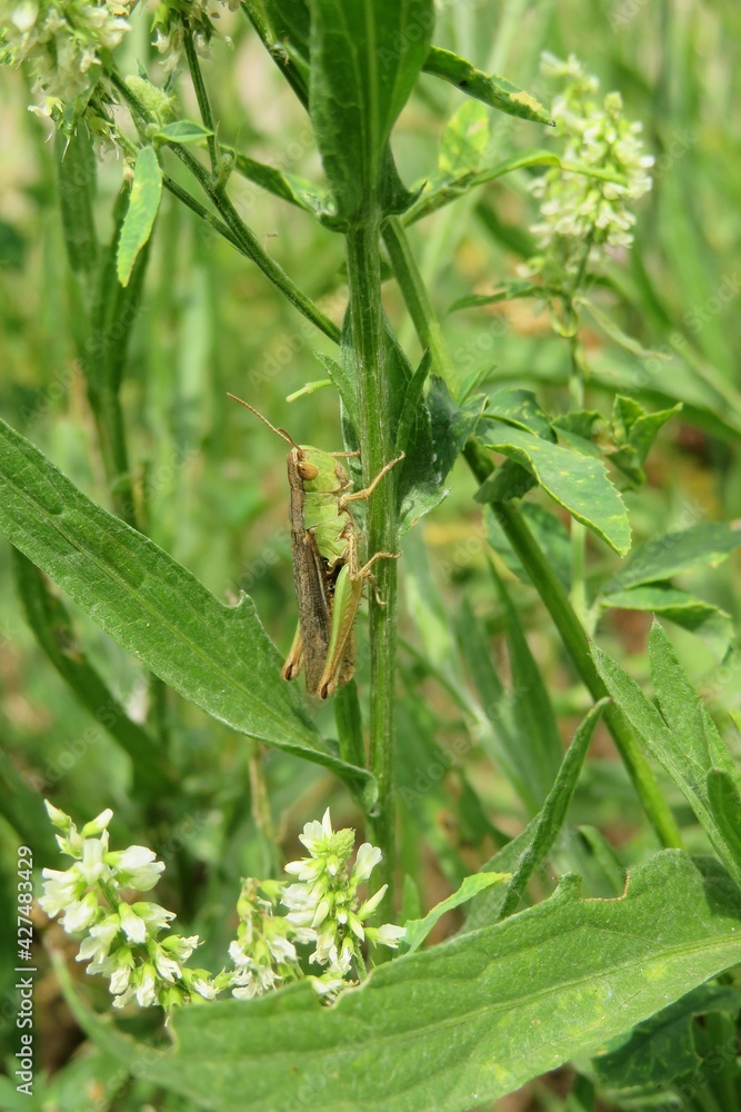 Green grasshopper on plant in the meadow, closeup Green grasshopper on plant in the meadow, closeup