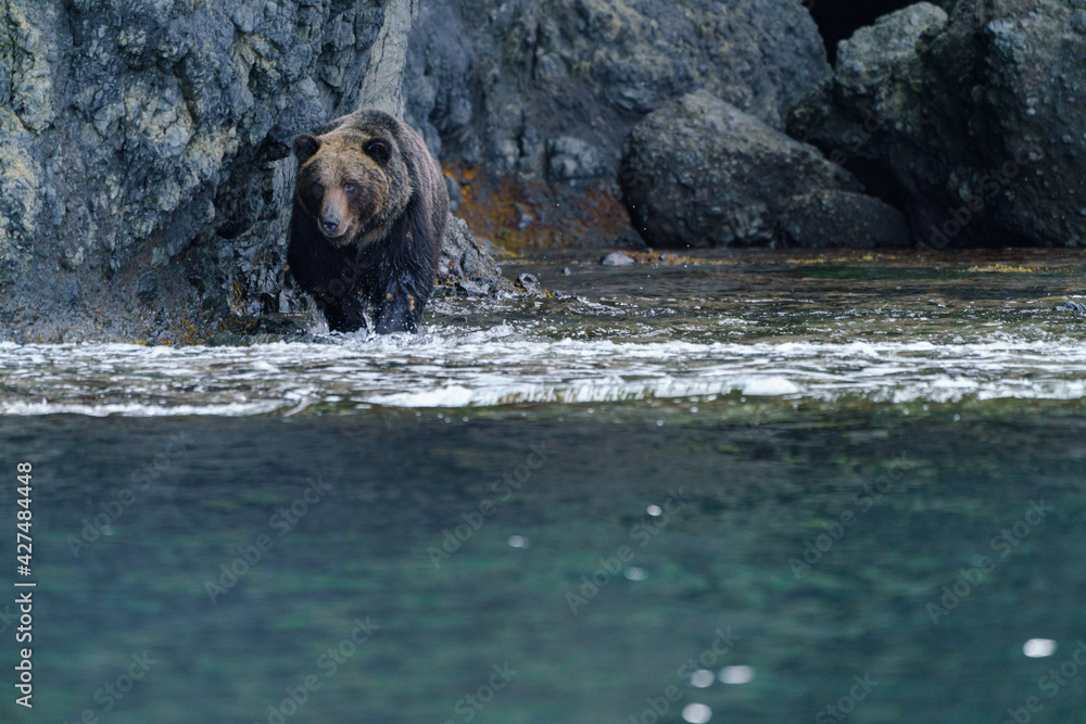 Fototapeta premium 知床 羅臼 相泊ヒグマクルーズからのヒグマ