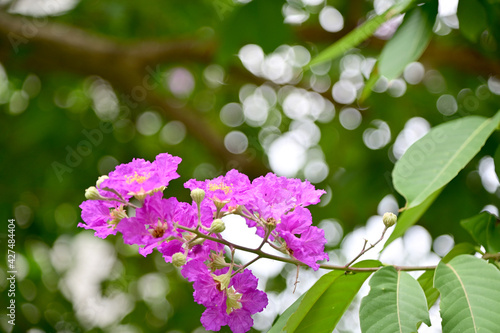 Queen's Flower, Queen's crape myrtle, Pride of India, Jarul, Pyinma or Inthanin Beautiful flowers of Thailand in the garden. 
Focus on leaf and shallow depth of field. photo