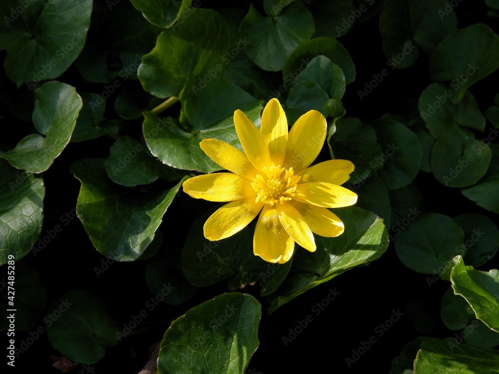 yellow spring flowers of Ficaria verna - fig buttercup on meadow yellow spring flowers of Ficaria verna - fig buttercup on meadow