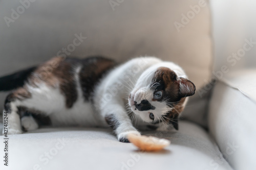 black and white cat with yellow eyes plays with a seashell