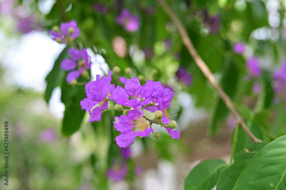 Queen's Flower, Queen's crape myrtle, Pride of India, Jarul, Pyinma or Inthanin Beautiful flowers of Thailand in the garden. 
Focus on leaf and shallow depth of field.