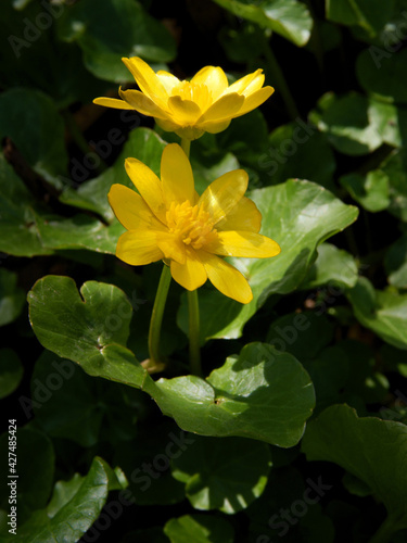 yellow spring flowers of Ficaria verna - fig buttercup on meadow