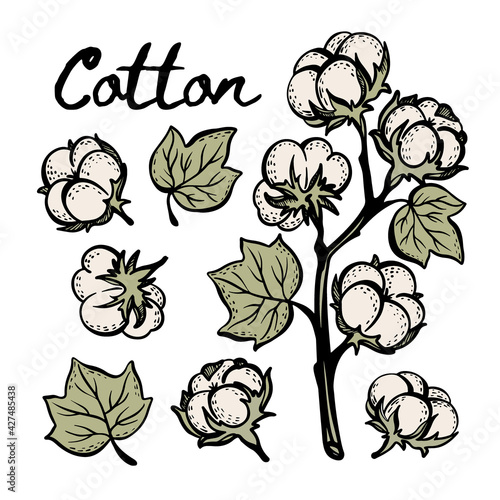 COTTON COLORFUL Botany Sketch With Branch Boll And Leaves Of Plant On White Background In Vintage Style Hand Drawn Clip Art Vector Illustration Set For Print