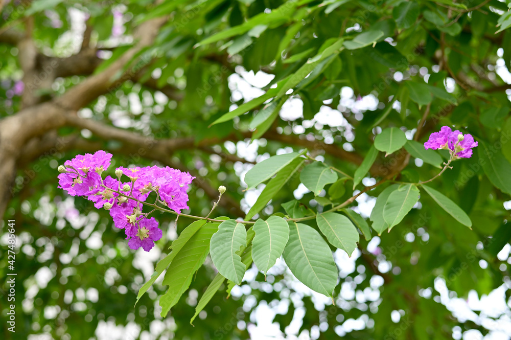 Queen's Flower, Queen's crape myrtle, Pride of India, Jarul, Pyinma or ...