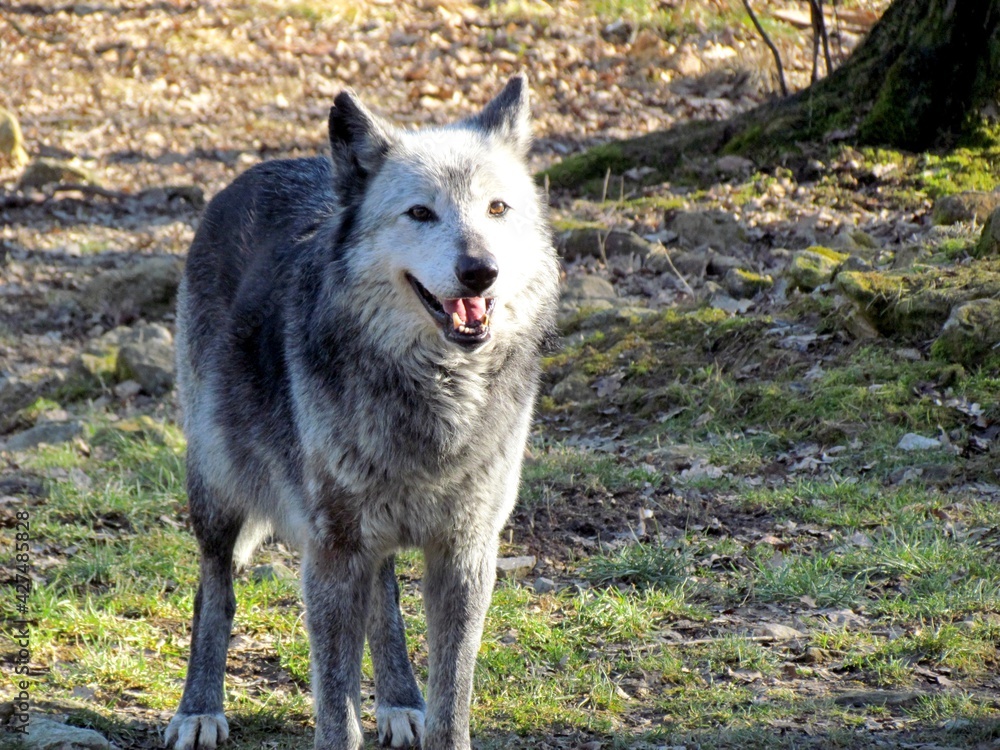 Fototapeta premium loup