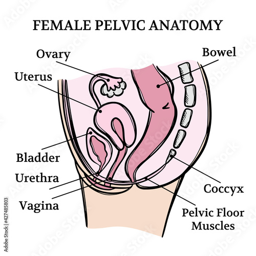 FEMALE PELVIC ANATOMY General Diagram With Explanatory Text For Medical Education Clip Art Vector Illustration Set For Print