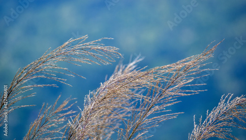 Amazing reeds in winter