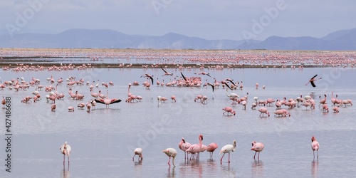 colony of Greater flamingo on a lake photo