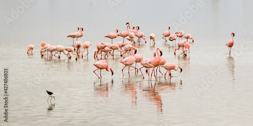 Bild auf Leinwand colony of Greater flamingo on a lake