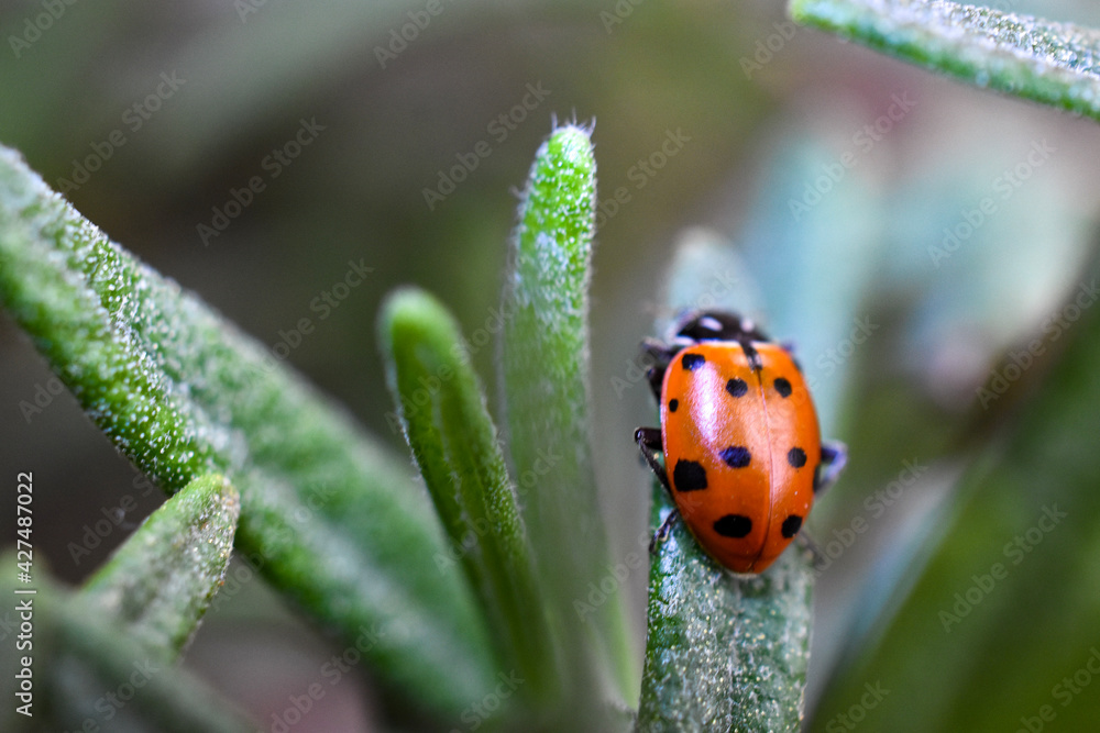 Fototapeta premium Ladybug on rosemary macro upward