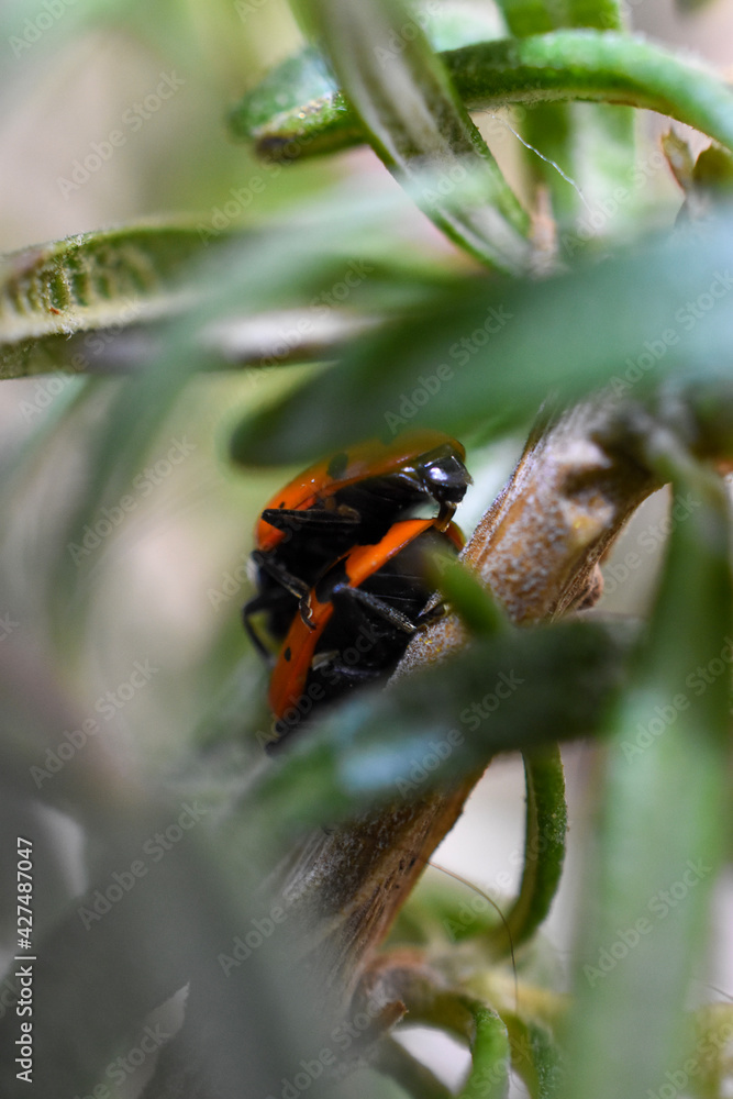 Ladybugs beetles mating on plant macro Ladybugs beetles mating on plant macro