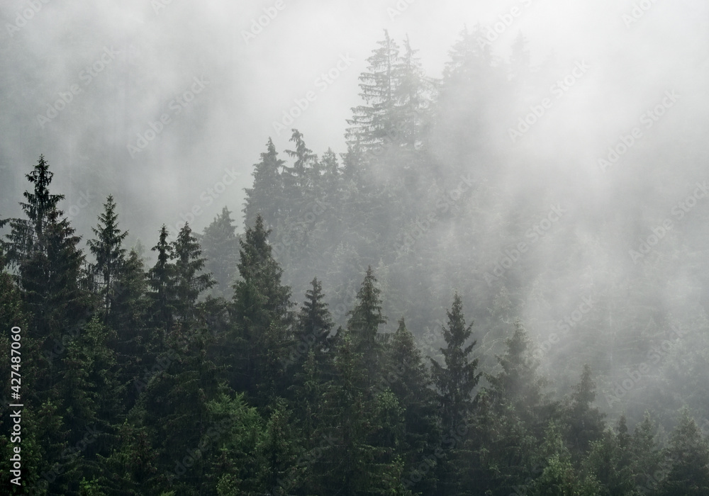 Foggy autumn morning in the mountain, Beskydy, Czech Republic