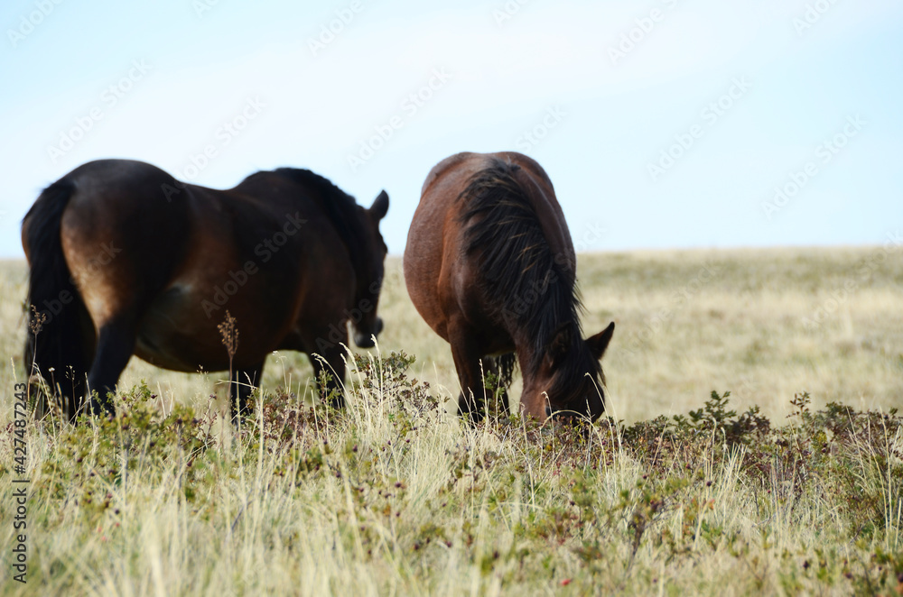 Livno, Bosnia and Herzegovina, horse, black horse, white horse, black and white horse,pony, beautiful,nature Livno, Bosnia and Herzegovina, horse, black horse, white horse, black and white horse,pony, beautiful,nature