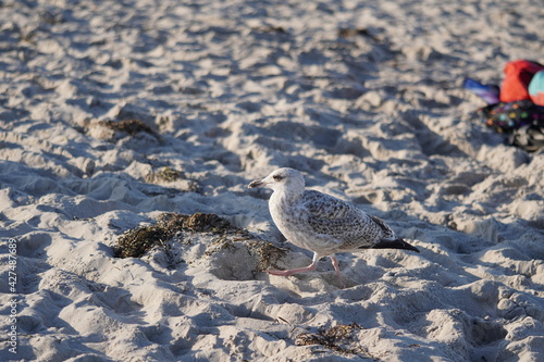 Am Ostseestrand bei Boltenhagen