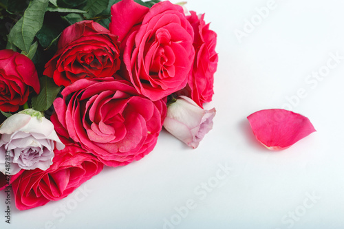 Pink red roses. Bouquet of colorful roses on white background with copy space, place for your text. Rose petals closeup. Beautiful festive bouquet of fresh flowers as gift