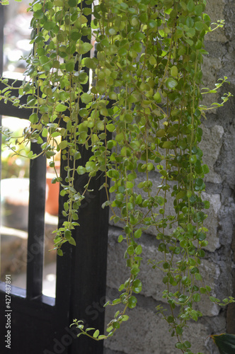 green leaves background