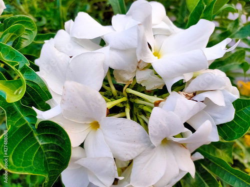 white flower in the garden