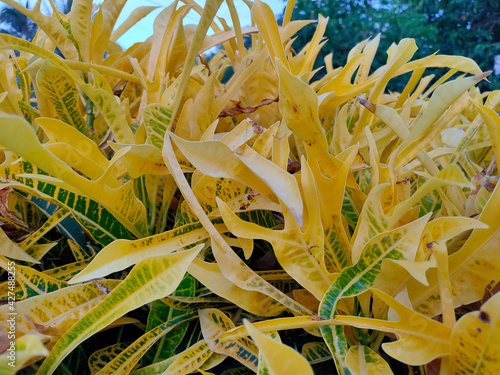 Close-Up Flower Yellow