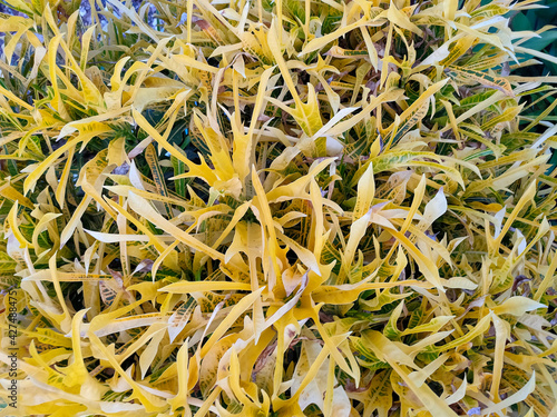 close up of yellow flowers