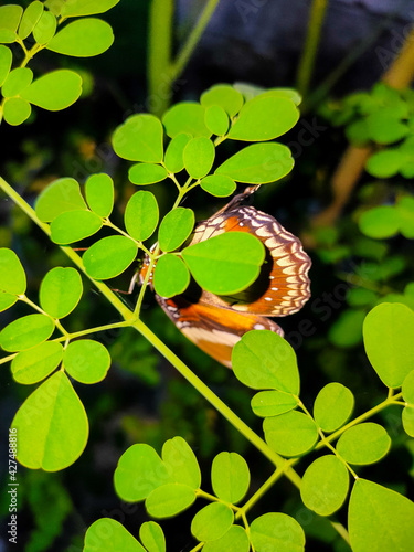 butterfly on leaf