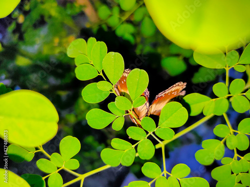 butterfly on a leaf