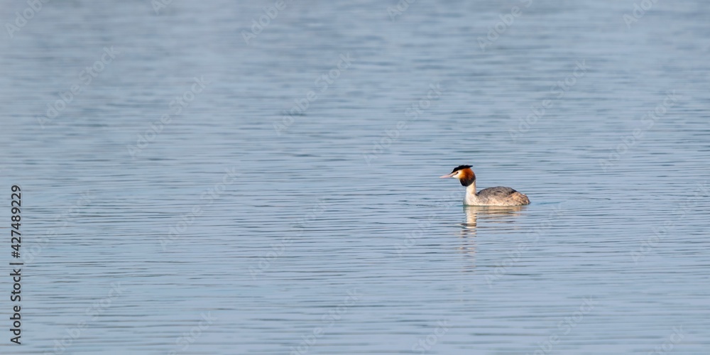 view of great crested grebe on a lake view of great crested grebe on a lake