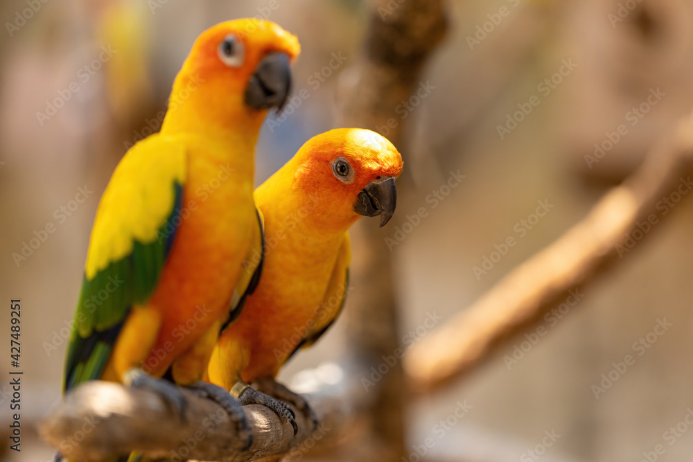 Obraz premium Sun conure parrot on a branch