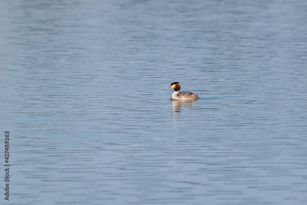 view of great crested grebe on a lake view of great crested grebe on a lake