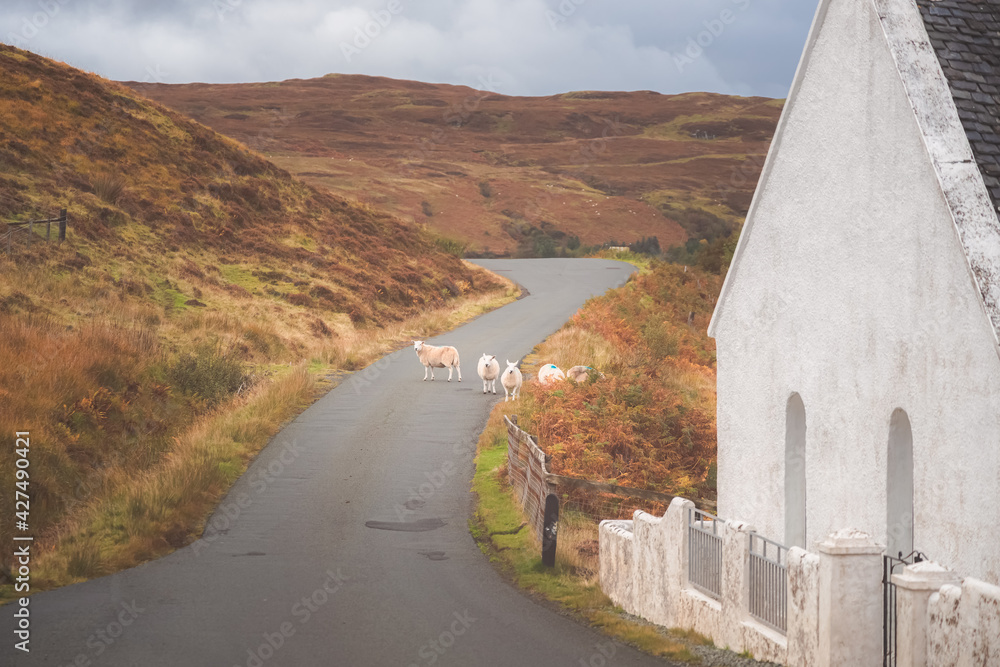 Ταπετσαρία White Cheviot sheep on a rural country road outside the Bracadale Free Church on the Isle of Skye in the Scottish Highlands, Scotland
