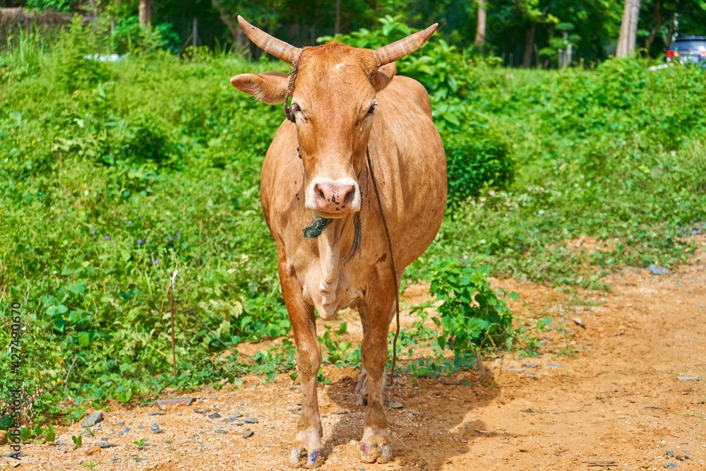 Close up portrait of curious cow grazing on the roadside Close up portrait of curious cow grazing on the roadside