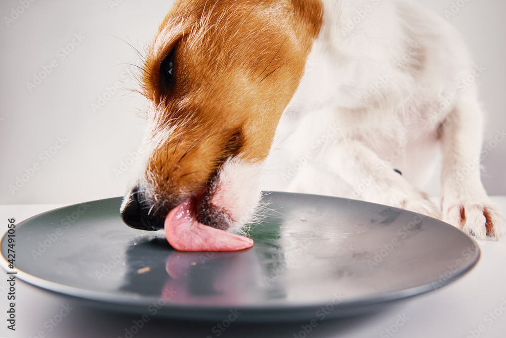 Hungry dog lick empty plate - obrazy, fototapety, plakaty 