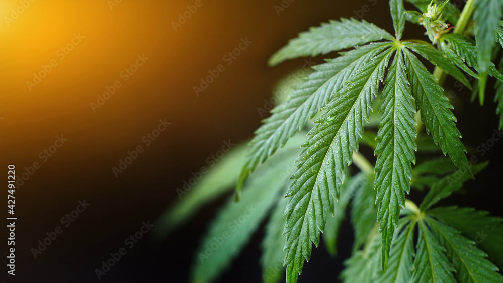 Green cannabis leaf with dew drops on dark background with sunbeam. Cannabis with CBD cannabidiol. Beautiful natural background with copy space Green cannabis leaf with dew drops on dark background with sunbeam. Cannabis with CBD cannabidiol. Beautiful natural background with copy space