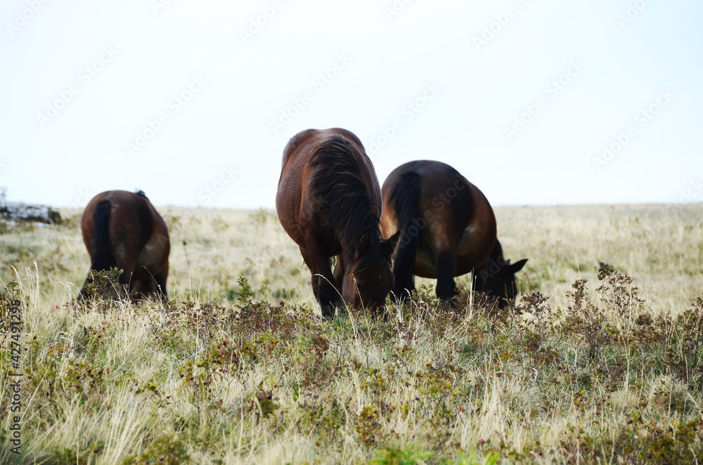 Livno, Bosnia and Herzegovina, horse, black horse, white horse, black and white horse,pony, beautiful,nature Livno, Bosnia and Herzegovina, horse, black horse, white horse, black and white horse,pony, beautiful,nature